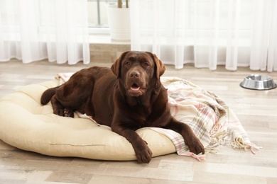 Photo of Chocolate labrador retriever on pet pillow indoors