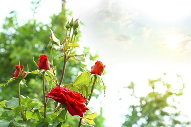 Photo of Beautiful blooming rose with water drops in garden on summer day. Space for text