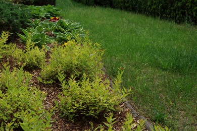 Many different beautiful plants outdoors. Gardening and landscaping