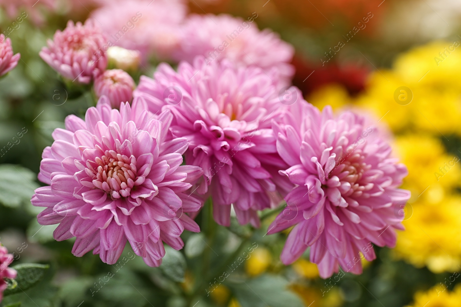 Photo of Beautiful pink chrysanthemum flowers with leaves, closeup