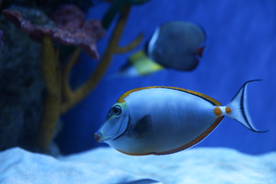 Beautiful achilles tang fish in clear aquarium