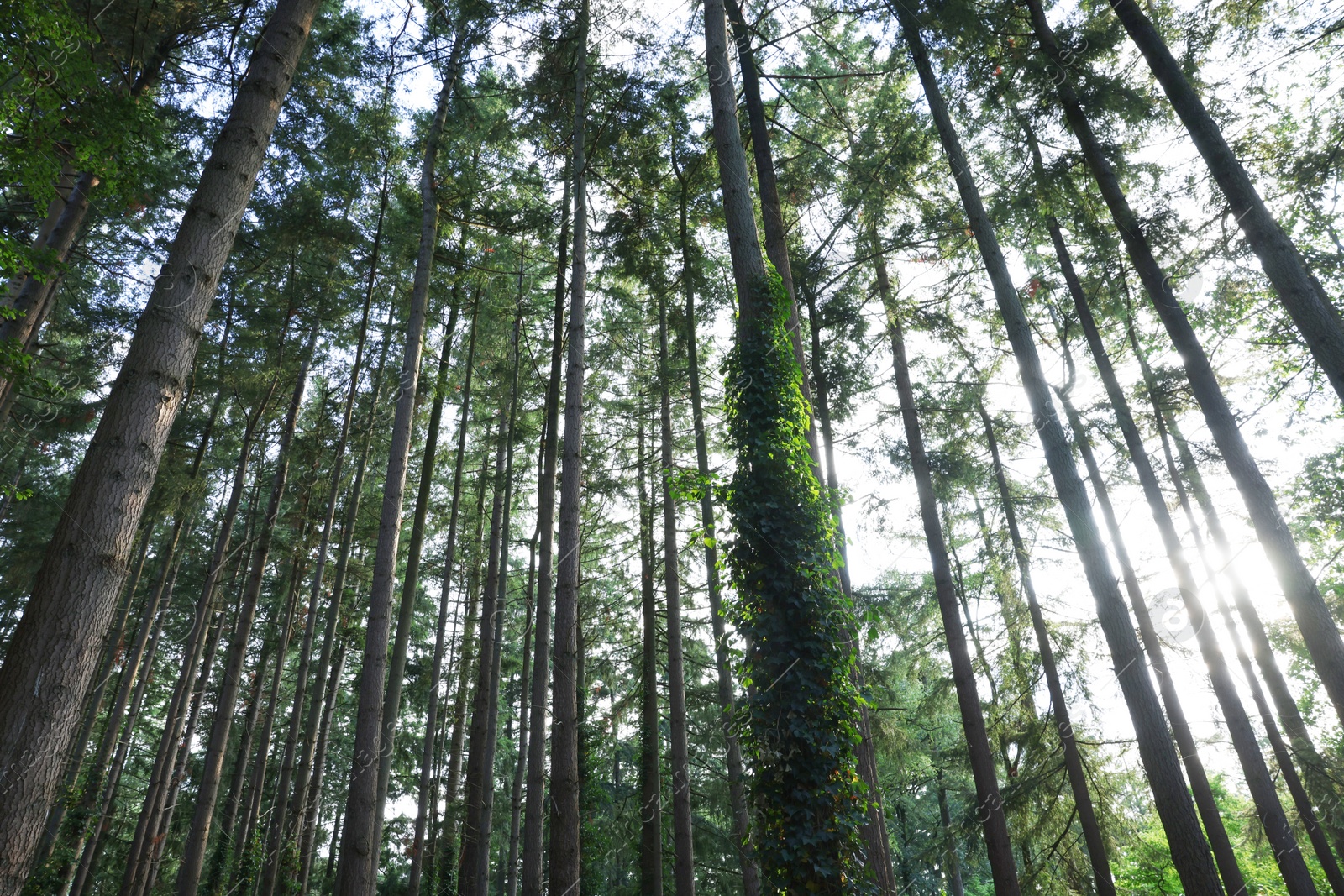 Photo of Beautiful view of green trees in forest