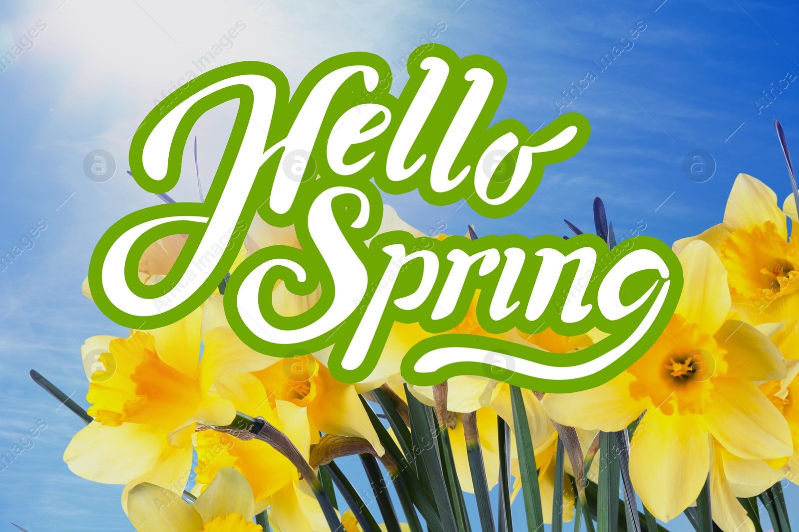 Image of Hello Spring. Beautiful flowers outdoors on sunny day 