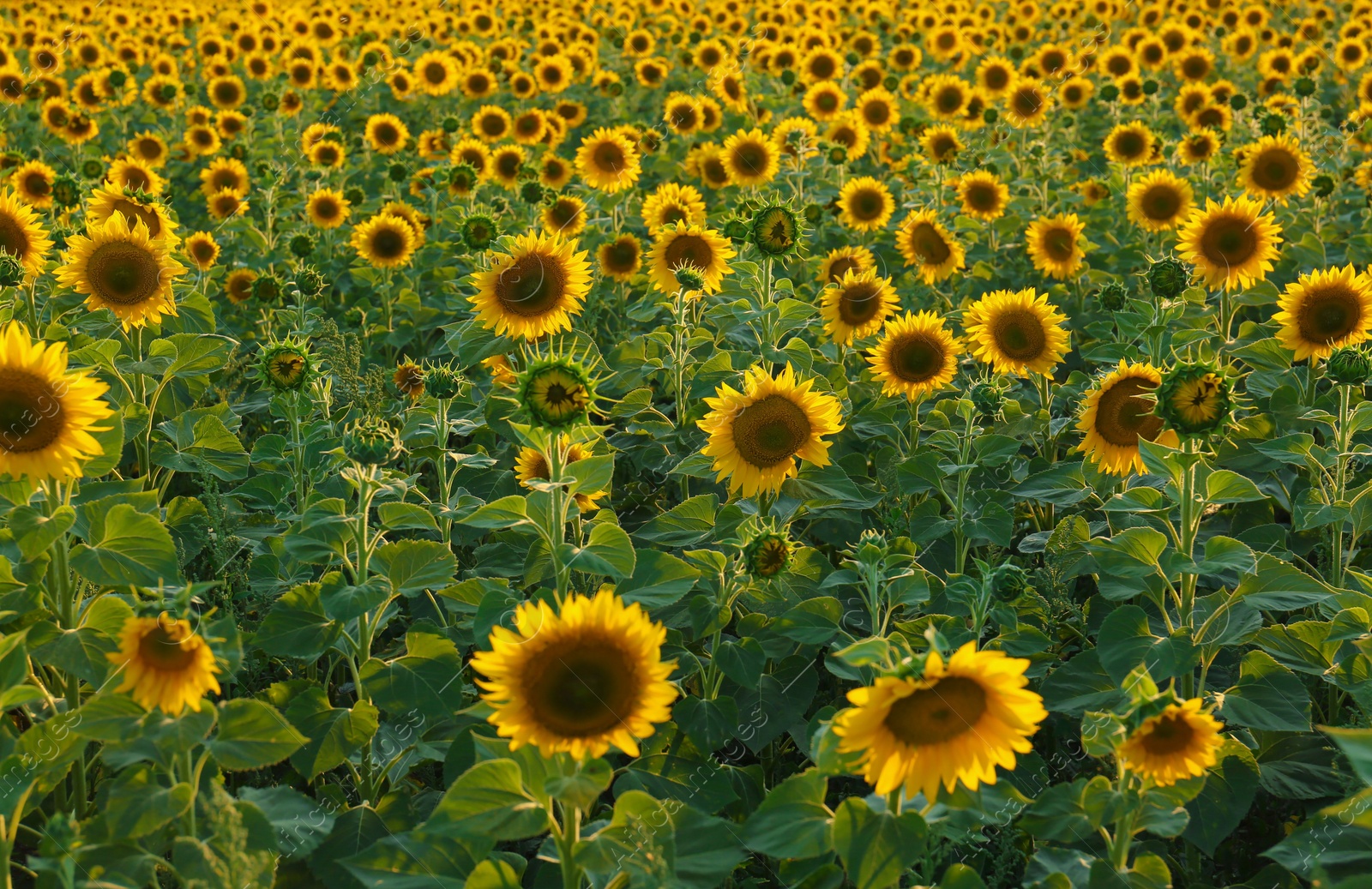 Photo of Beautiful view of field with blooming sunflowers on summer day