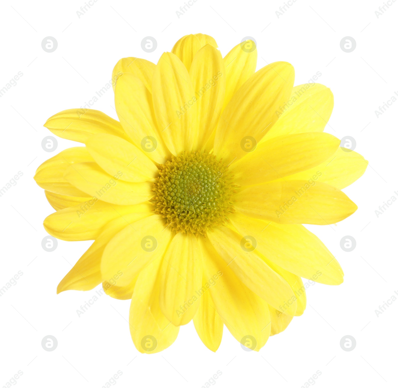 Photo of Beautiful and delicate chamomile flower on white background