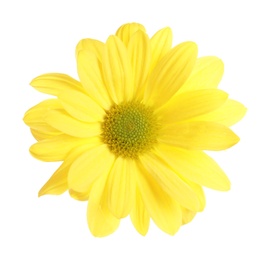 Beautiful and delicate chamomile flower on white background