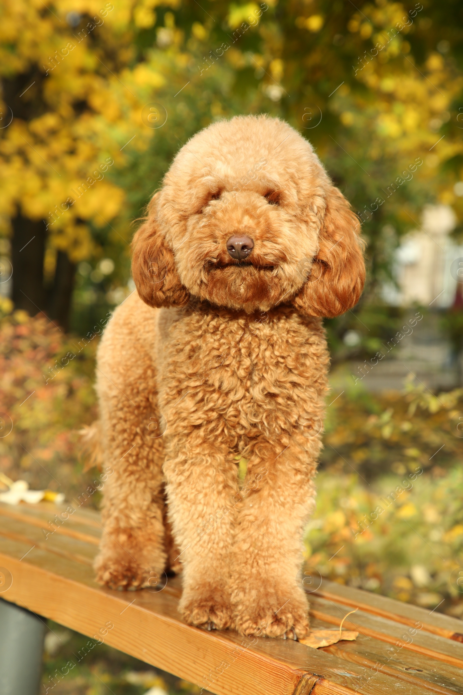 Photo of Cute dog on wooden bench in autumn park