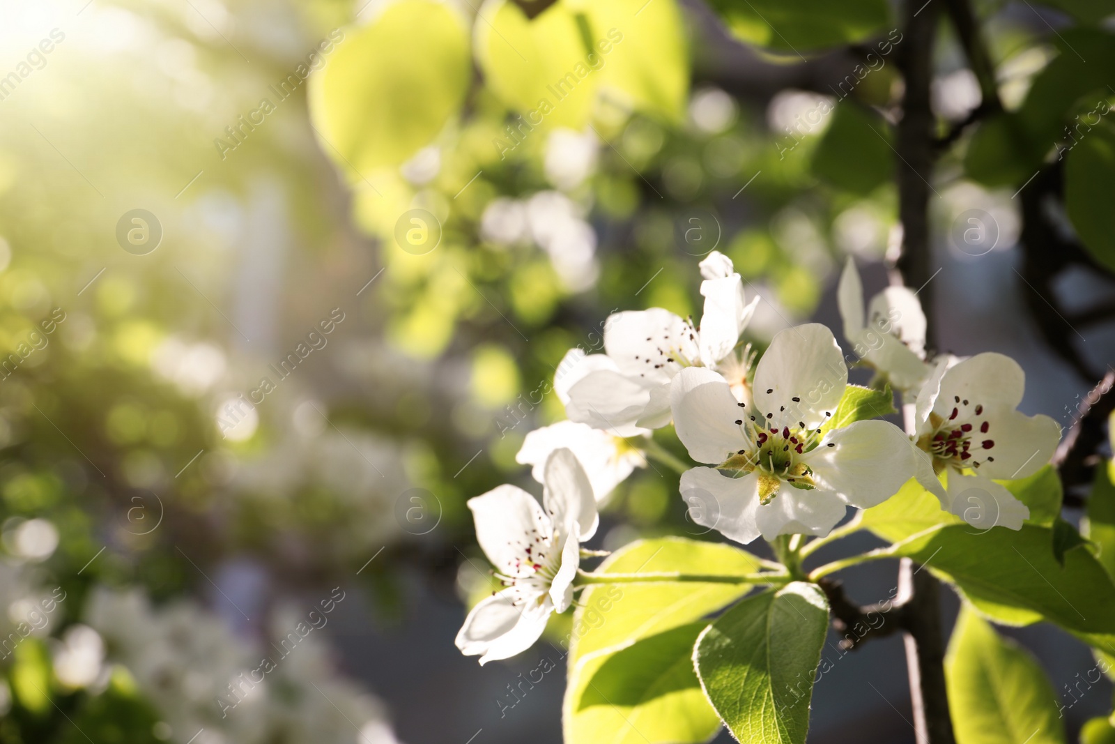 Photo of Beautiful blossoming pear tree outdoors on sunny day, closeup. Space for text