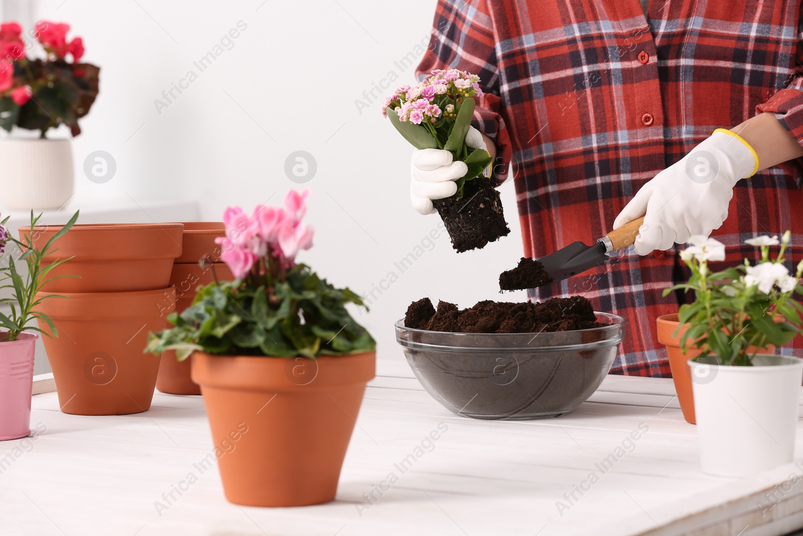 Photo of Transplanting houseplants. Woman with trowel, flowers and empty pots at white table indoors, closeup