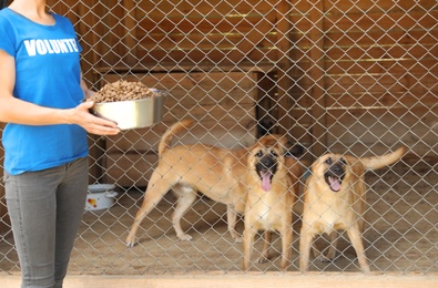 Woman holding bowl of food near cage with homeless dogs in animal shelter. Volunteering concept