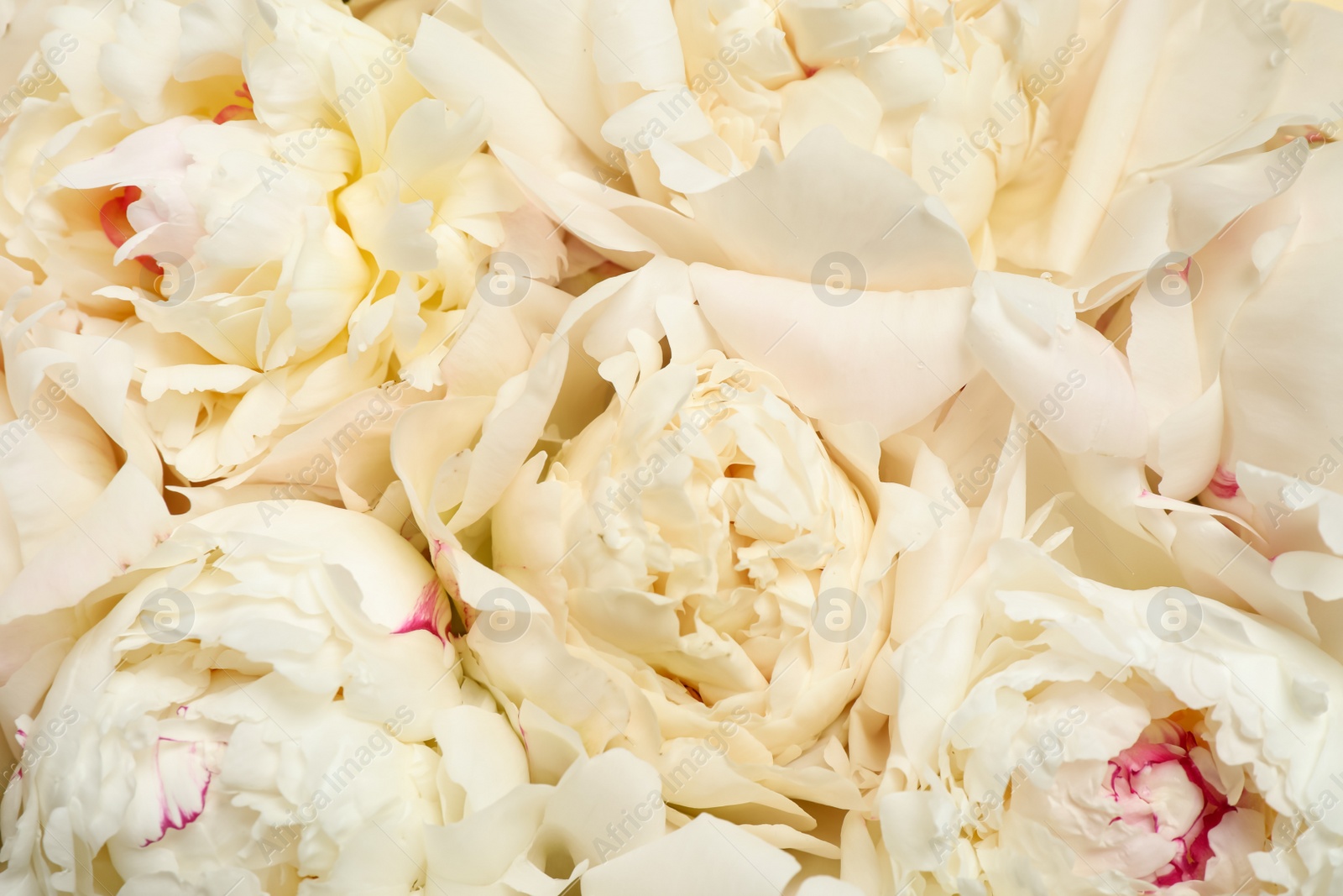 Photo of Beautiful white fresh peonies as background, closeup