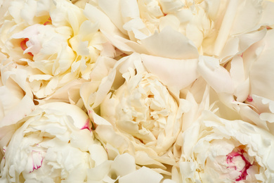 Beautiful white fresh peonies as background, closeup