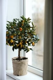 Photo of Potted kumquat tree on window sill indoors. Interior design