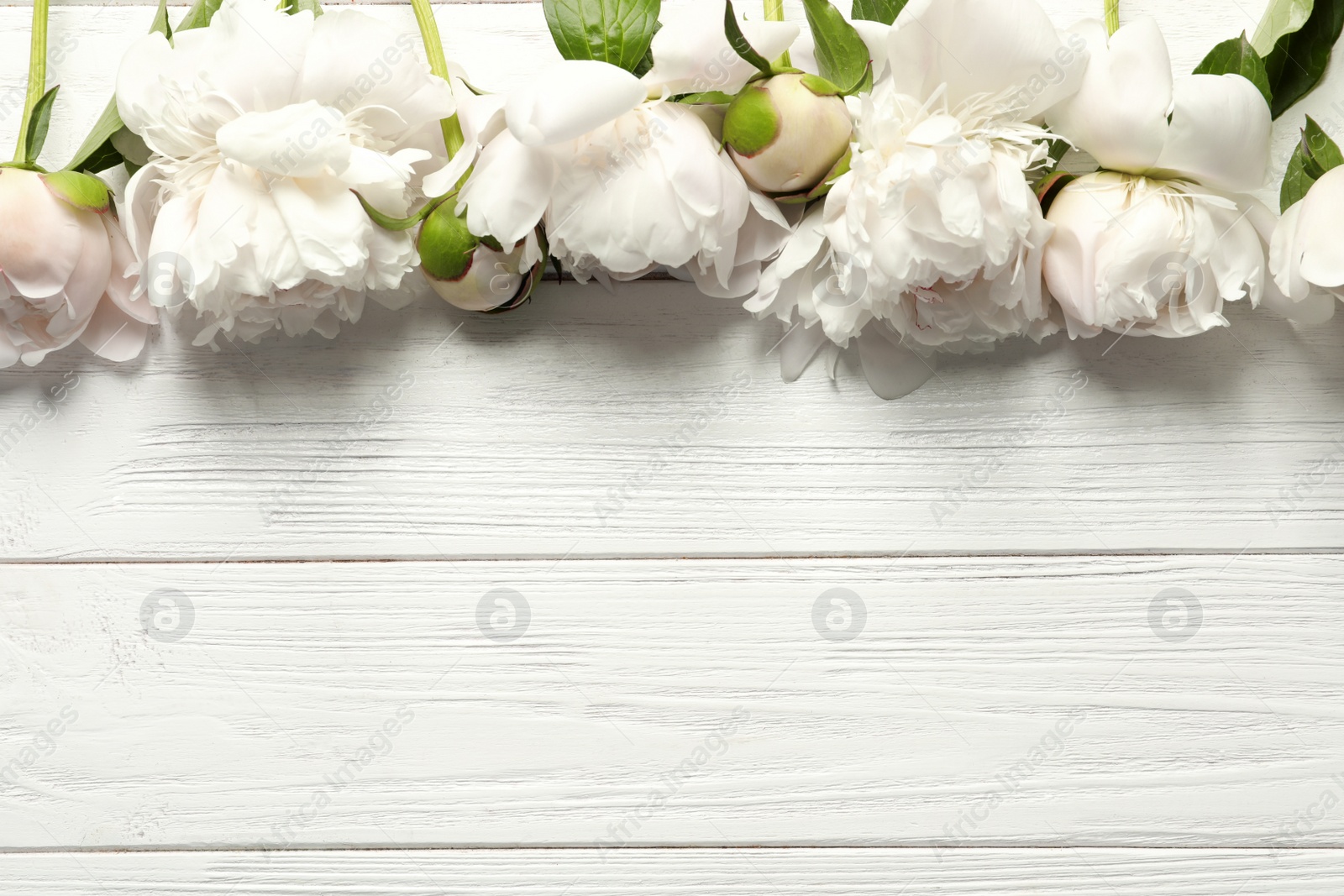 Photo of Beautiful blooming peony flowers on wooden background, top view