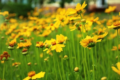 Field of amazing summer flowers. Beautiful nature