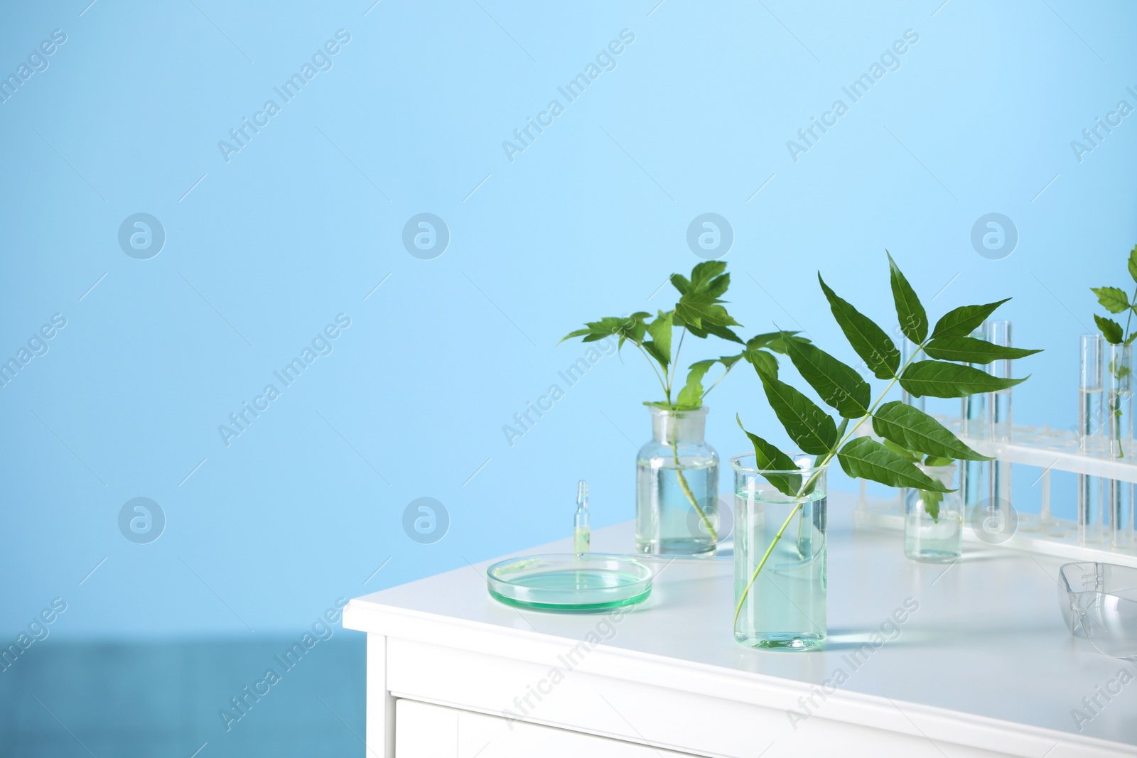 Photo of Laboratory glassware with plants on white table, space for text