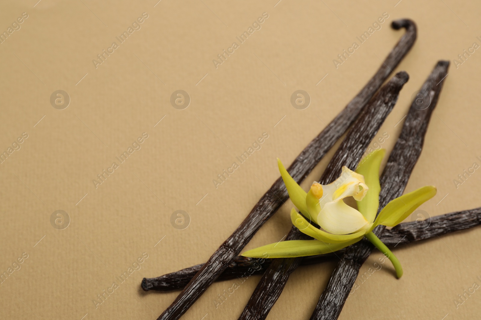 Photo of Vanilla pods and beautiful flower on dark beige background. Space for text