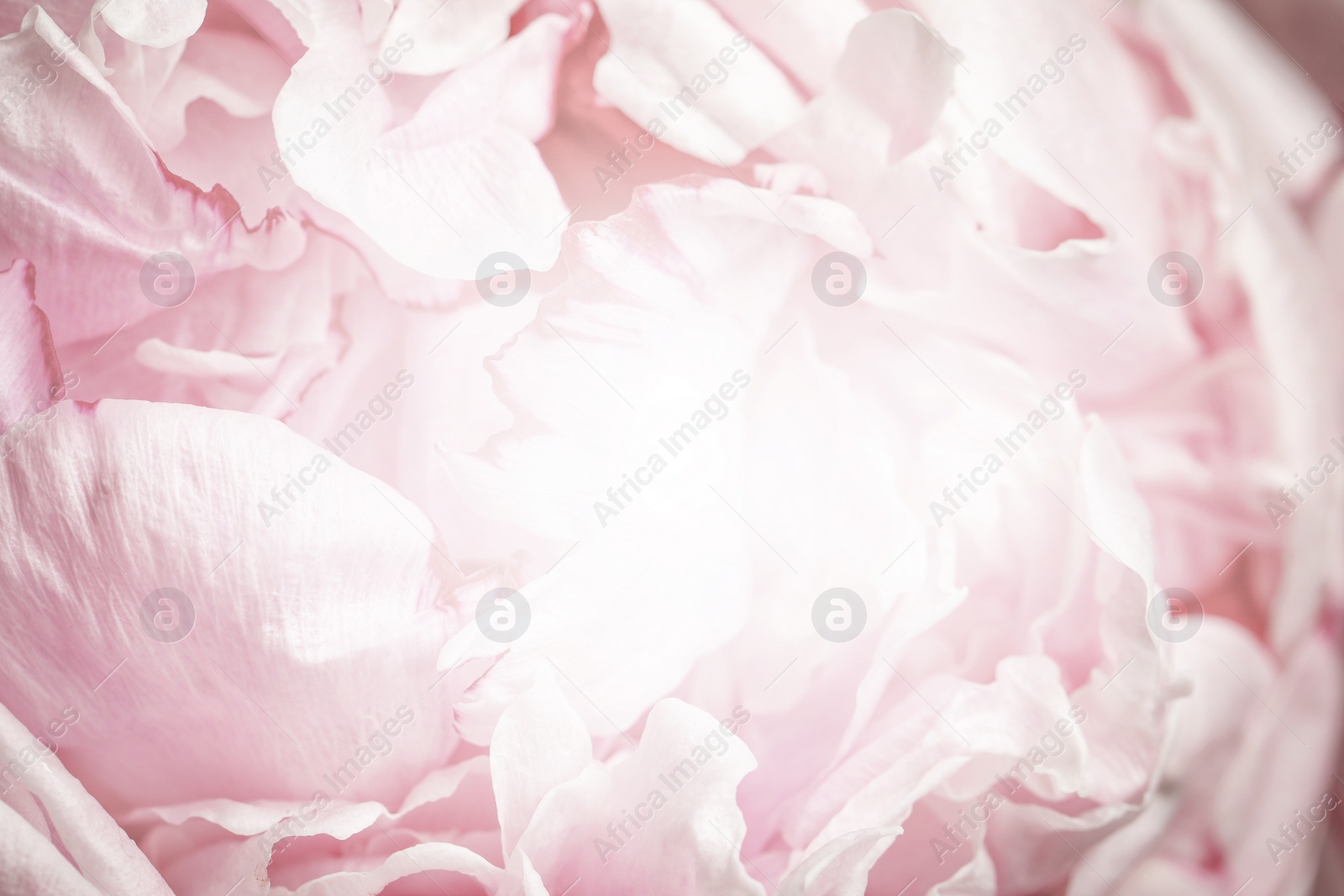 Image of Beautiful delicate flower, closeup. Floral decor in vintage style 