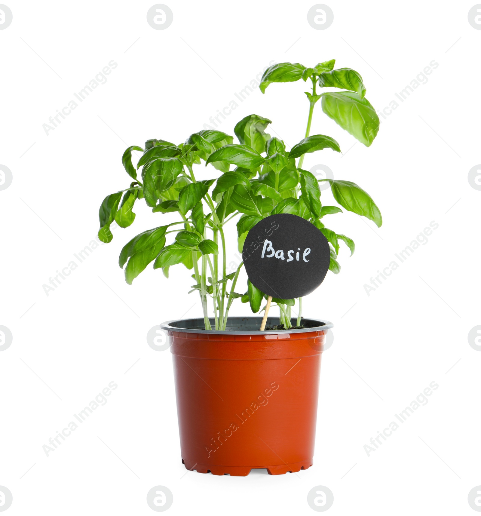 Photo of Aromatic green potted basil isolated on white