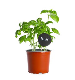 Photo of Aromatic green potted basil isolated on white