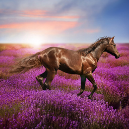 Image of Beautiful horse running in lavender field at sunset