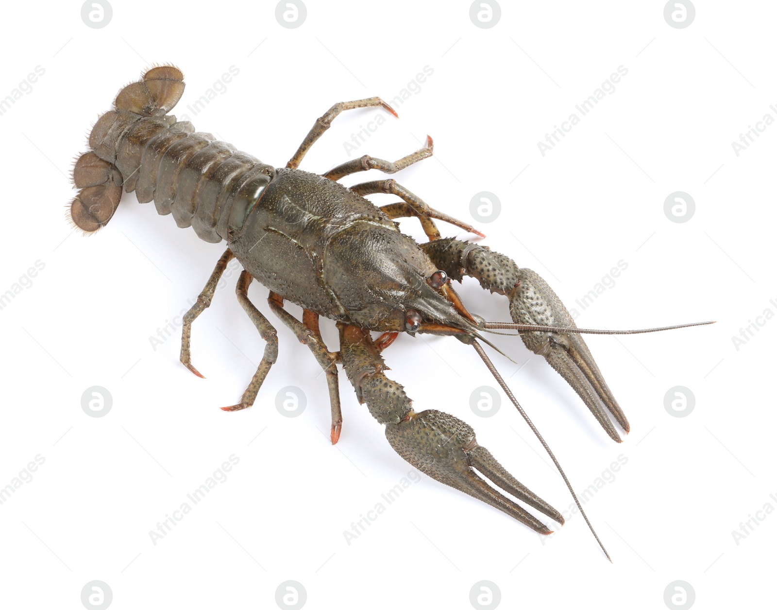 Photo of One fresh raw crayfish isolated on white, top view