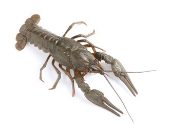 One fresh raw crayfish isolated on white, top view