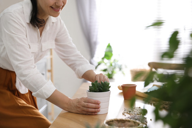 Woman with succulent plant at home, closeup. Engaging hobby