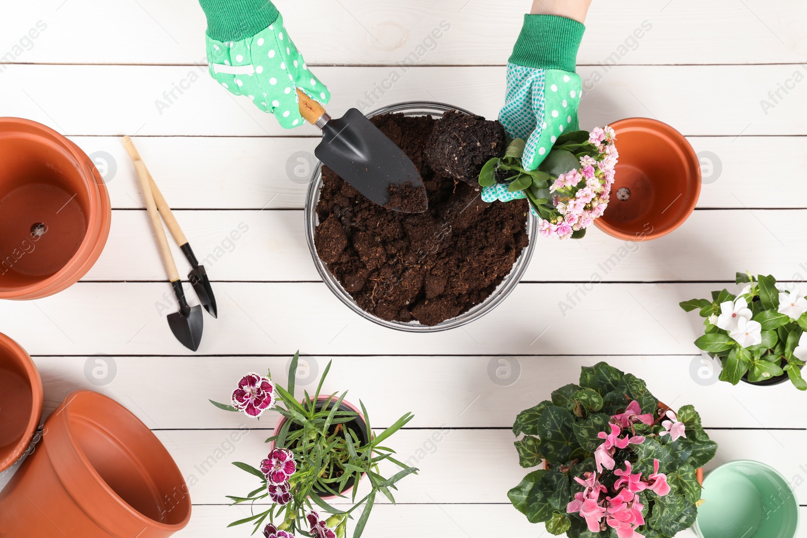 Photo of Transplanting houseplants. Woman with gardening tools, flowers and empty pots at white wooden table, top view