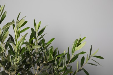 Closeup view of olive tree on grey background, space for text