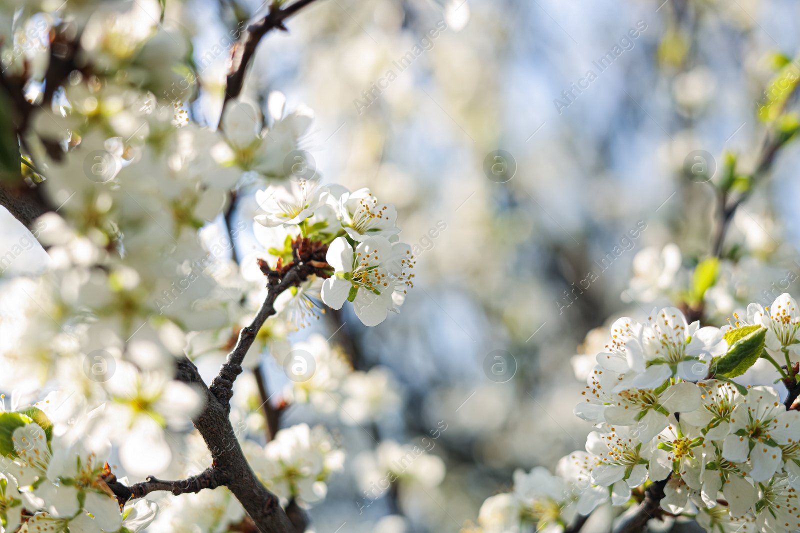 Photo of Beautiful apricot tree branch with tender flowers outdoors, closeup. Awesome spring blossoms