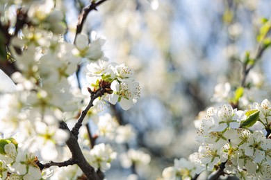 Photo of Beautiful apricot tree branch with tender flowers outdoors, closeup. Awesome spring blossoms