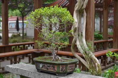 Beautiful Bonsai tree on stone surface in park