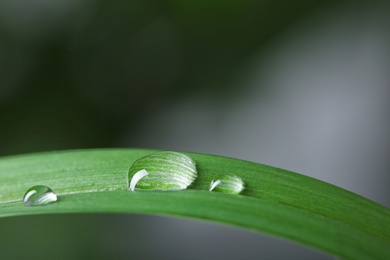 Photo of Green leaf with water drops on blurred background