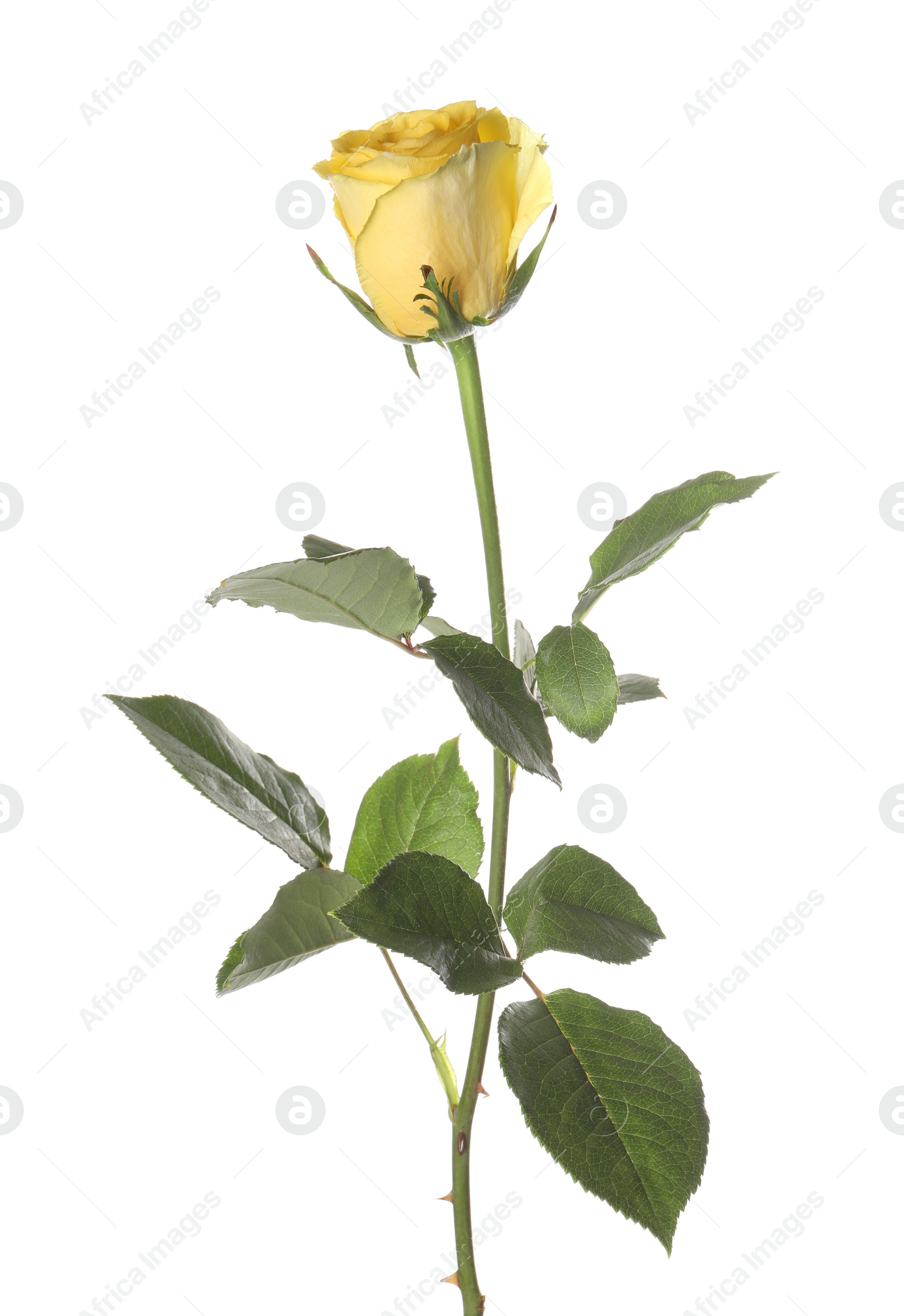 Photo of One beautiful yellow rose isolated on white