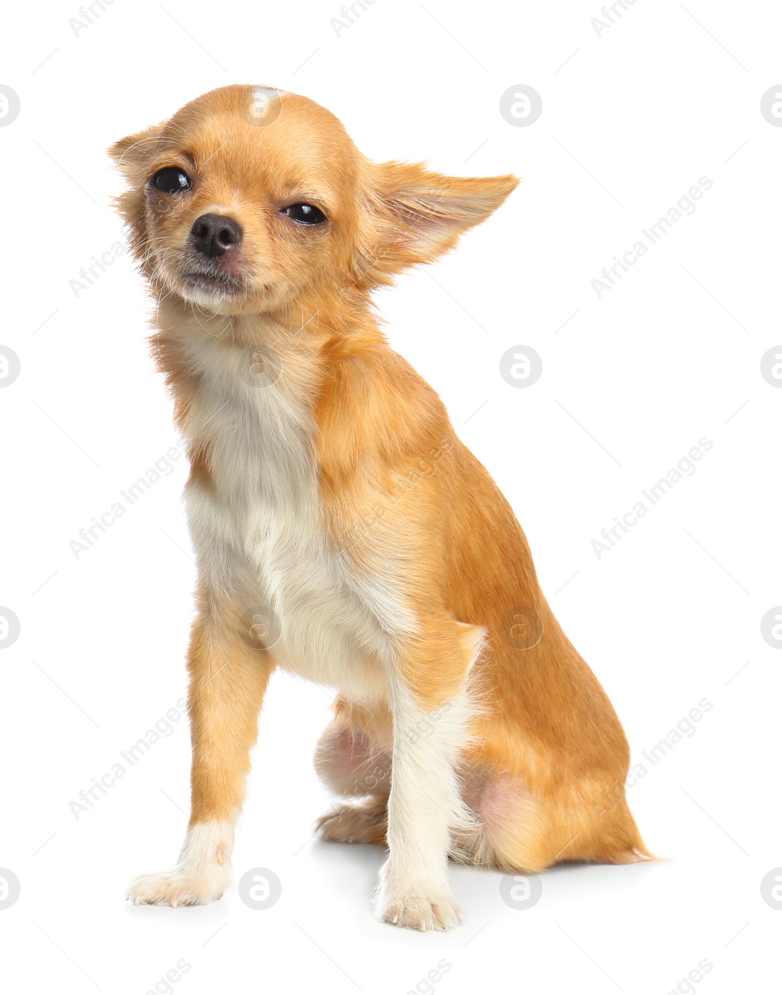 Photo of Cute small Chihuahua dog on white background