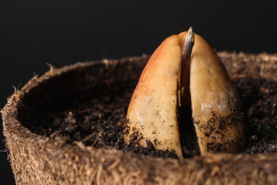 Photo of Avocado pit with sprout in pot, closeup