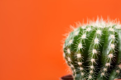 Beautiful green cactus on orange background, closeup with space for text. Tropical plant