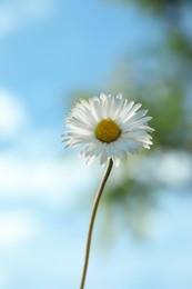 Photo of Beautiful daisy flower growing outdoors, closeup view