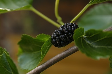 Branch with tasty ripe mulberry, closeup view