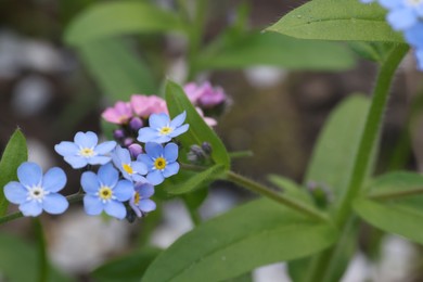 Beautiful forget-me-not flowers growing outdoors, closeup. Spring season