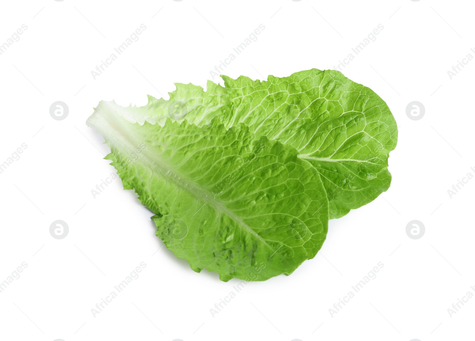 Photo of Fresh green leaves of romaine lettuce isolated on white