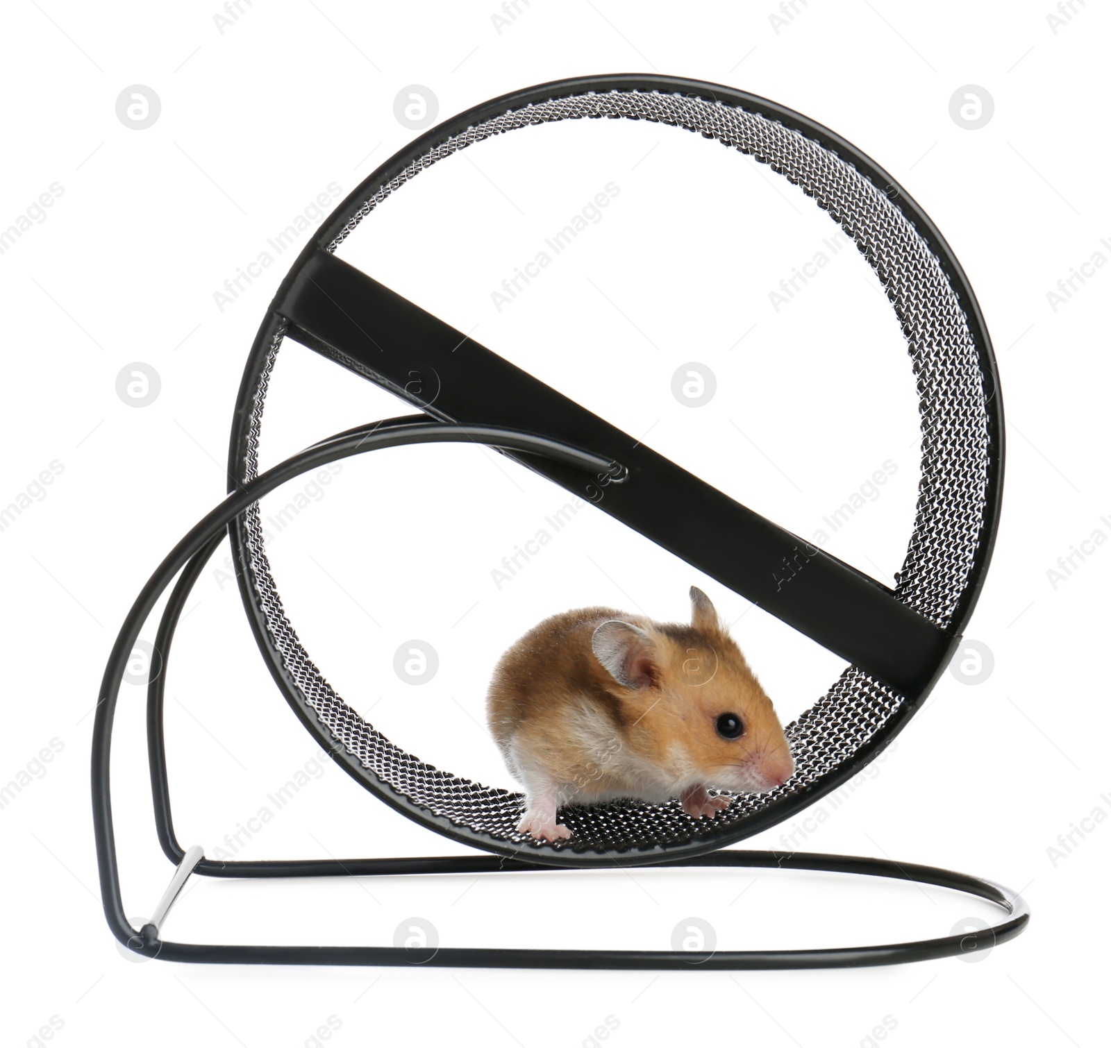Photo of Cute little hamster in spinning wheel on white background