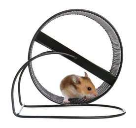 Cute little hamster in spinning wheel on white background