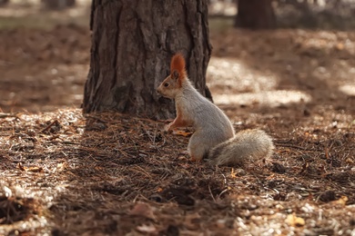 Photo of Cute red squirrel near tree in forest