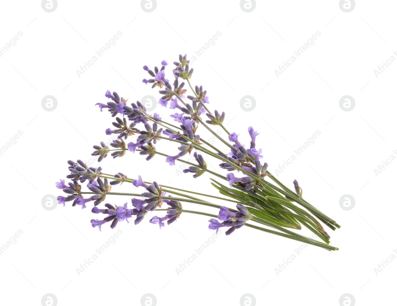 Photo of Beautiful fresh lavender flowers isolated on white