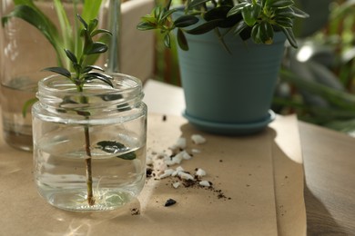 Exotic house plant in water on wooden table, closeup. Space for text