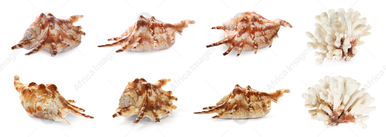 Image of Set of exotic sea shells and dry corals on white background. Banner design