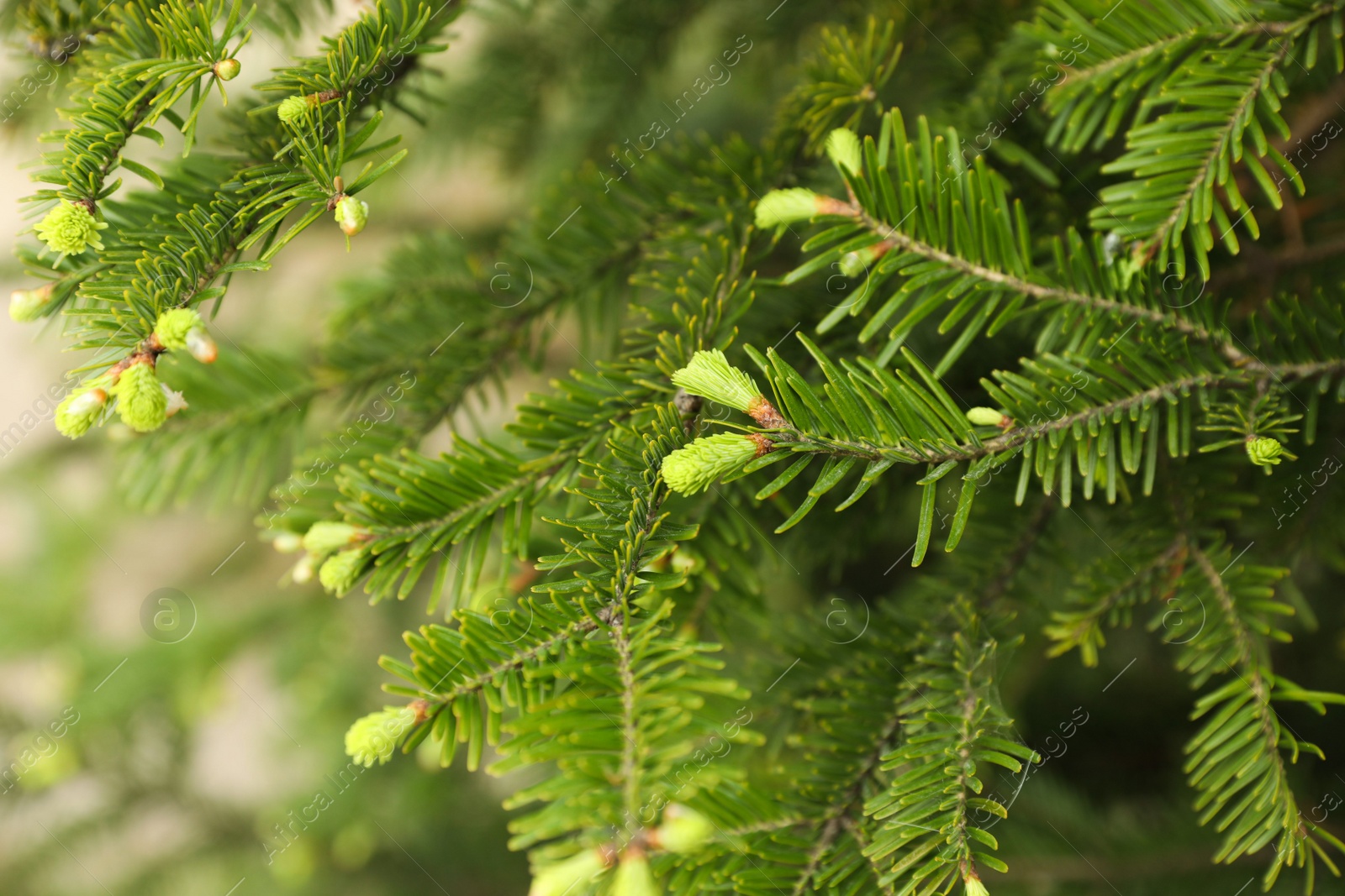 Photo of Green branches of beautiful conifer tree outdoors, closeup