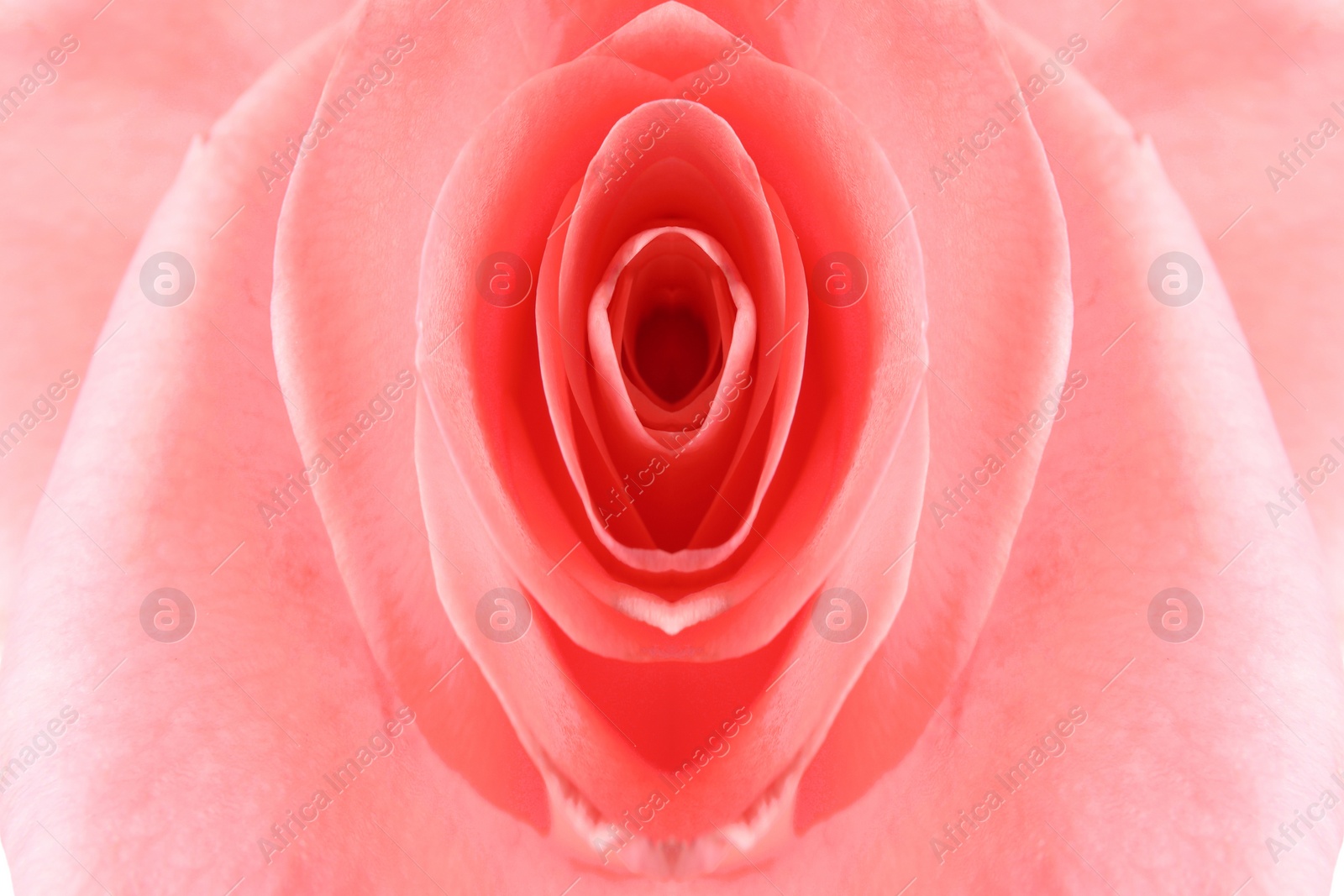 Image of Erotic metaphor design. Rose bud with petals resembling vulva. Beautiful flower as background, closeup